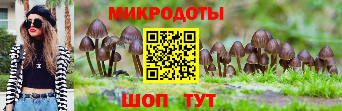 Галлюциногенные грибы Psilocybe Абакан